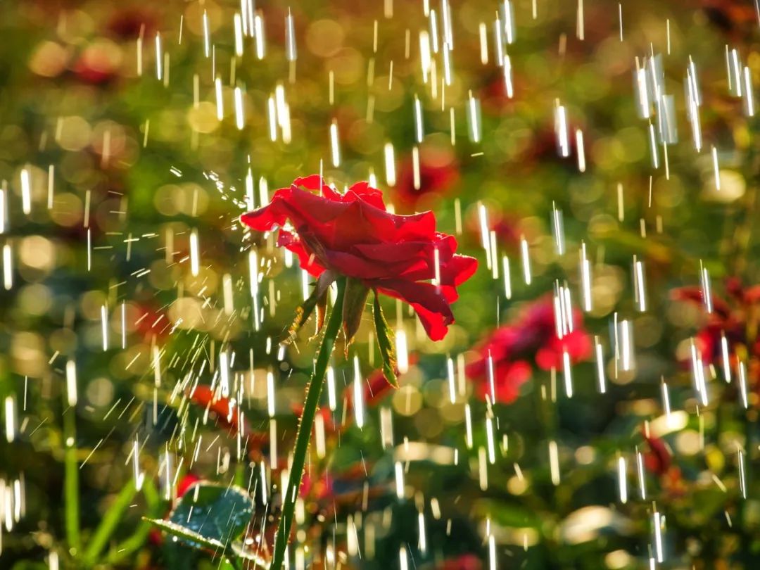 夏至摇曳 百媚千娇丨微风中这边垄上娇羞,细雨里那边荷塘欲放!_玫瑰