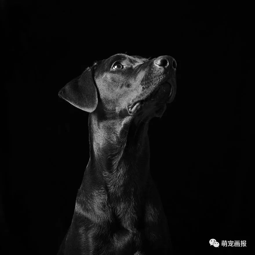 攝影師為收留所的黑色狗狗們拍攝美照，輔助他們更輕易地被領養 寵物 第4張