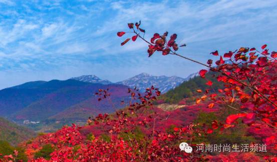 【旅游美食】桐柏万顷红叶园