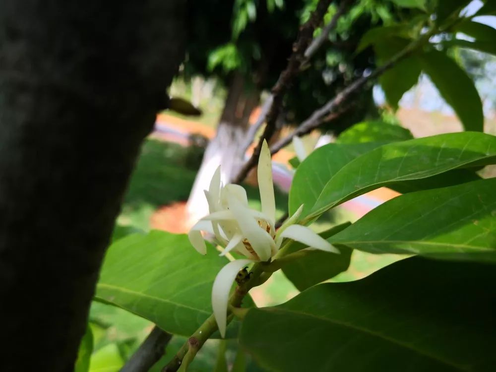 缅桂花开藏在凤凰山中的洁白清香