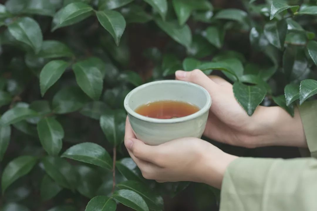 夏至品茗,三伏白茶以清心——新老白茶皆适宜