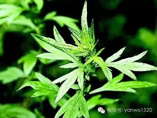 艾叶养生妙法知多少?