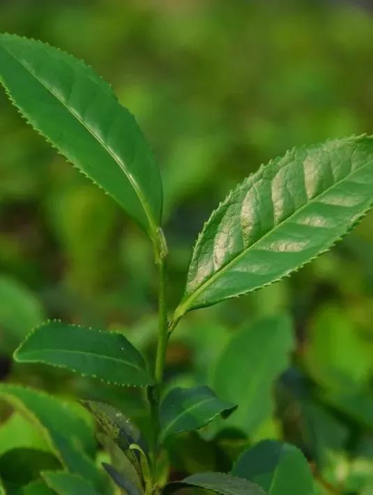 青茶|听起来很好吃的"毛蟹"茶,实际上