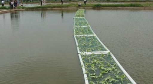 种植黎川蕹菜走上致富之路