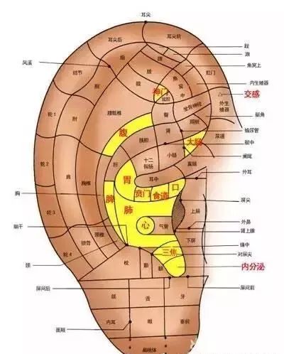 耳朵就是人体的"养生丹",耳疗1次,五脏六腑气血通!