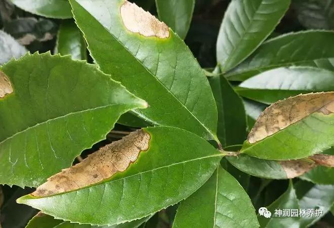 园林植保分享夏季园林植物病理性黄化的发生与防治