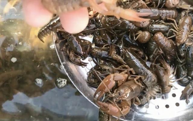 9种河里正在消失的野味，第3个酷似小龙虾，最后一种2千元一斤:农村正在消失的五种野味