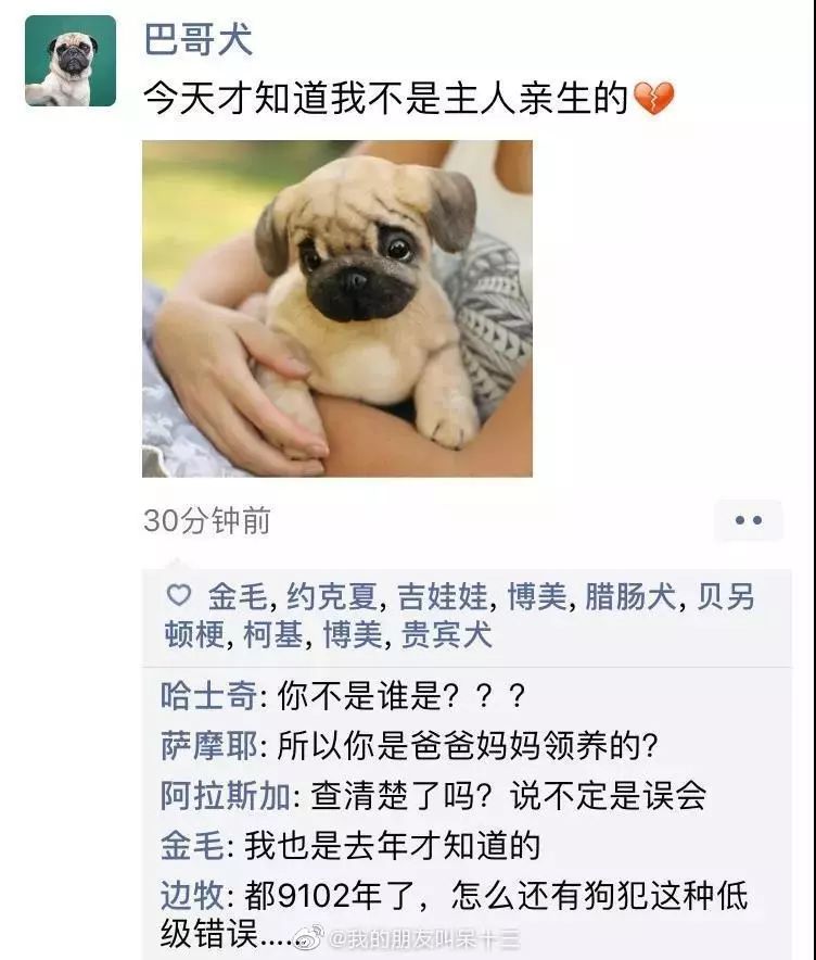 凌晨三点狗狗突然发了条朋友圈