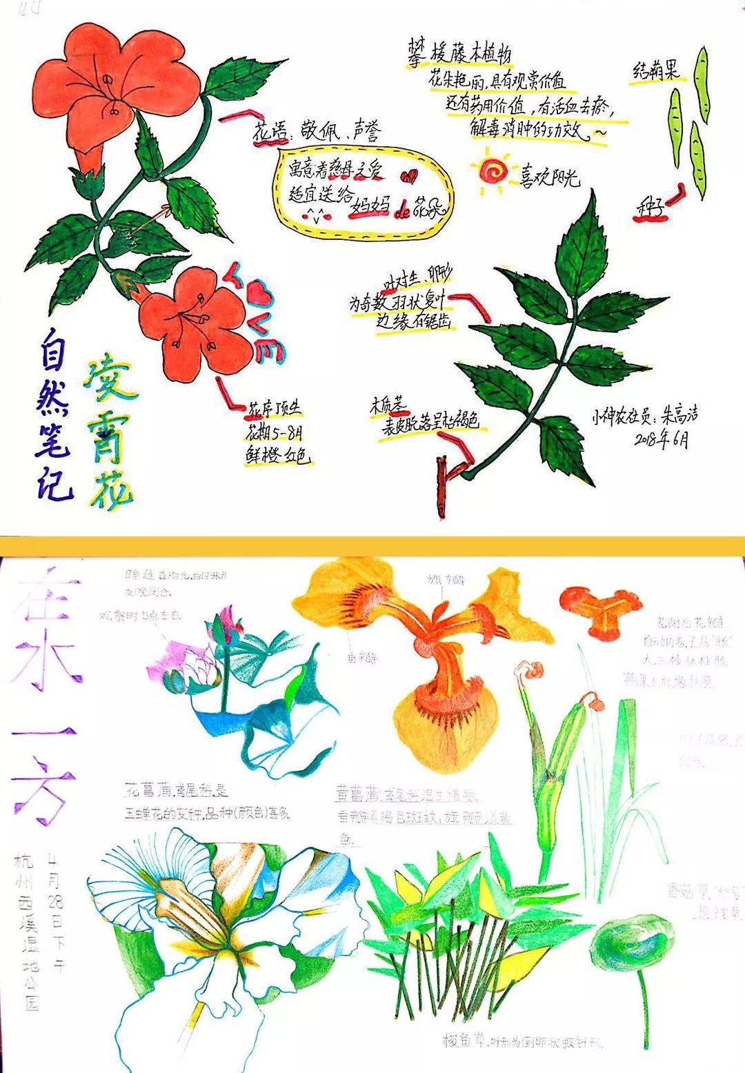 西湖区首届中小学生自然笔记评比展示活动开始!孩子们快来投稿吧!