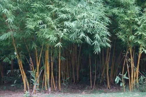 外形为灌木丛生状,杆节间短而膨大,状如佛肚,怪异而极有趣竹子是点景