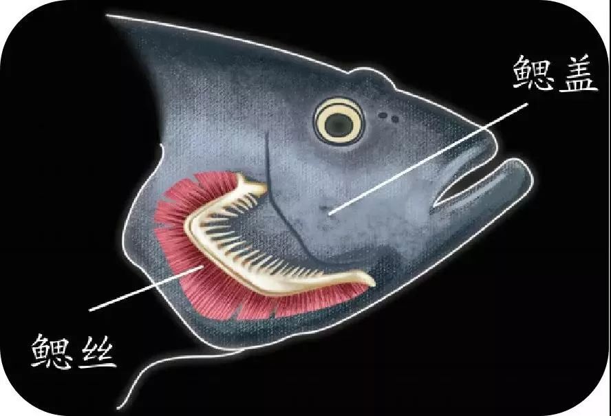 上下叶对称的尾鳍为原型尾,鳗鱼的尾巴就是这种类型;鲨鱼的尾鳍上叶比