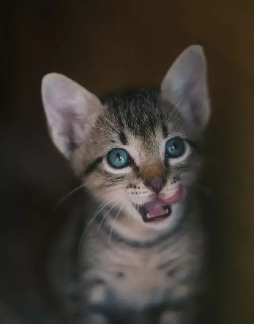 小猫怎么喂猫粮啊 59a2cc80789a4143b5b4fb85bb6ef88c.jpeg