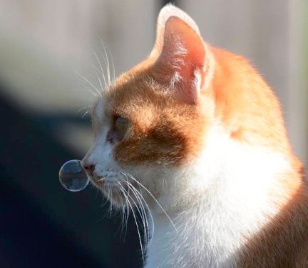 极寒!墨尔本气温正在速降,明早市区最低2度,全