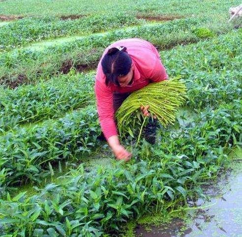 黎川人靠种植水上蔬菜黎川水蕹菜走出脱贫之路