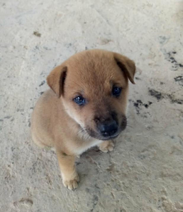 中华田园犬不出名?碰上纯种潮州五红犬,外国人都想买