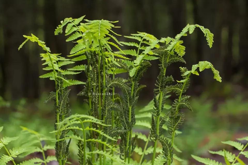 05,蕨类植物