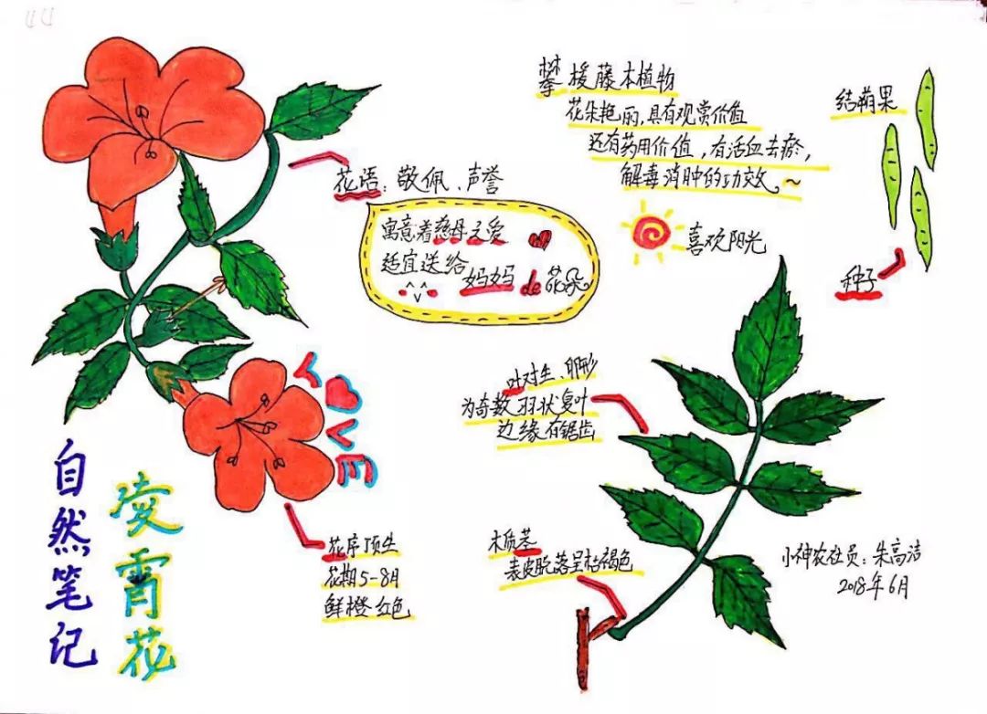 西湖区首届中小学生自然笔记评比展示活动开始!孩子们