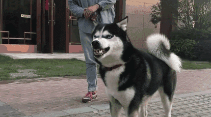 牙齿趣闻:大白鲨一生要换10000颗牙,安魂曲鲨鱼是它的