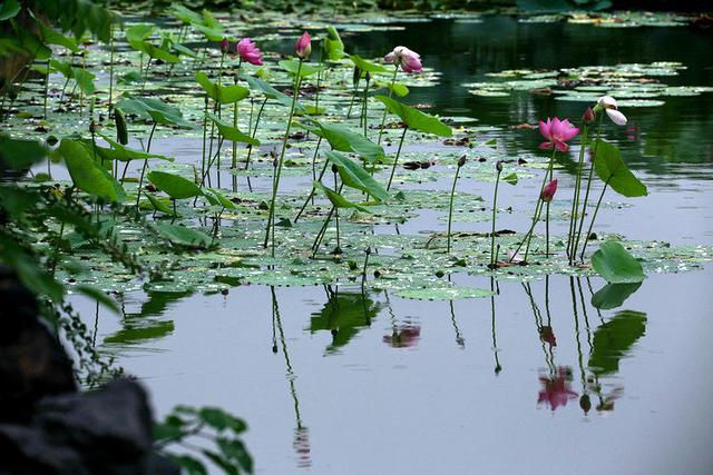 【水中芙蓉—荷花】