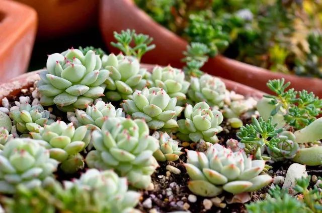 多肉怎样度夏 7b6bf2b517724753b4b78c9642dd6208.jpeg