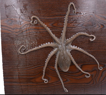 鱿鱼、章鱼、乌贼傻傻分不清楚?一文教你记住