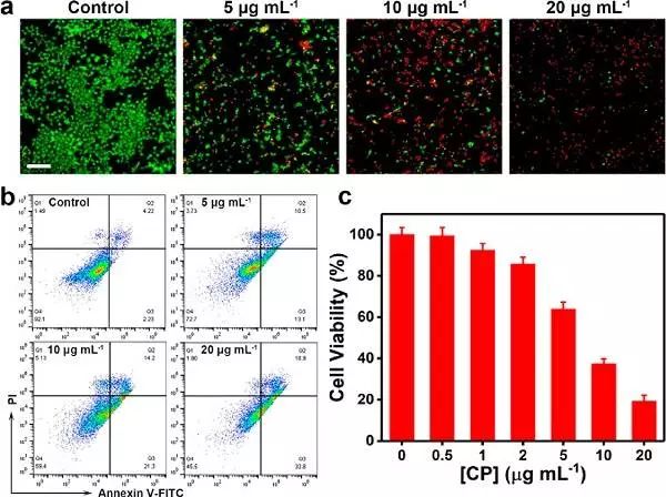 (a)各种浓度cp纳米点与u87mg细胞共孵育24 h后,对细胞的活/死染色(b)