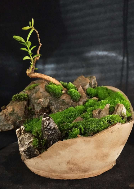 欣赏国内大师盆景作品，盆景是大自然中取之不尽，用之不竭的素材_造型