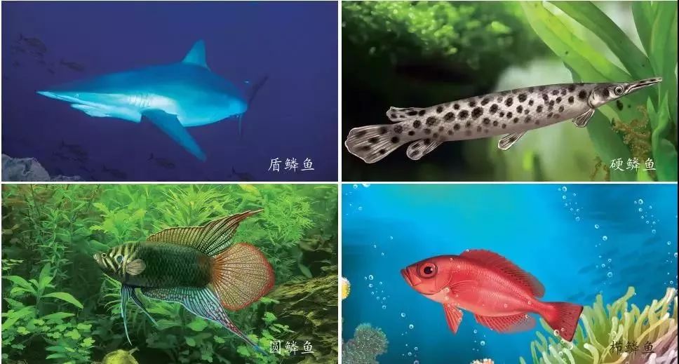 海洋科普774三分钟了解海鱼