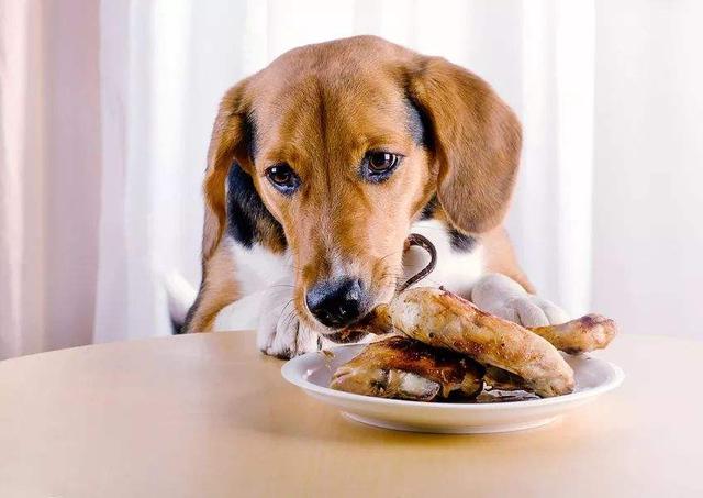 很多人做的食物_这5种食物喂狗狗，越吃越美丽，很多人都不知道