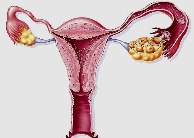 [除了看月经，4个方法也能看出排卵能力，备孕的你可以自测] 不排卵会来月经吗