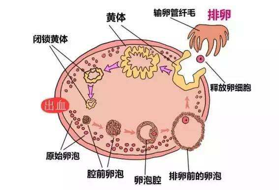 女人的卵子什么时候排出备孕夫妻早了解有助于受孕