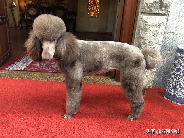 巨型泰迪剪毛前像小羊驼剪毛后瞬间秃了主人这是谁家的狗