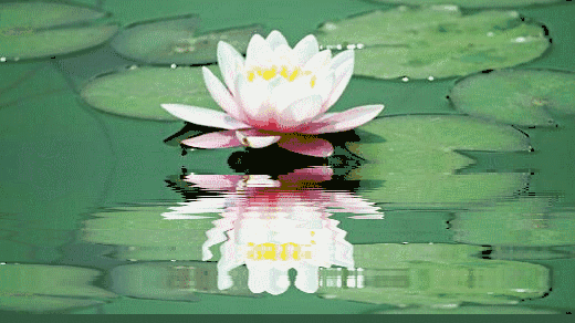 美到窒息!万亩荷花海即将进入盛花期,就在福州隔壁!