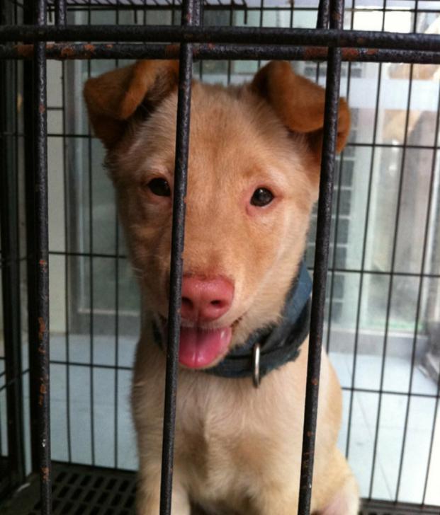 中华田园犬不出名?碰上纯种潮州五红犬,外国人都想买