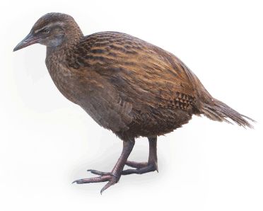 南岛以南丨去新西兰第三大岛，邂逅不会飞的奇异鸟