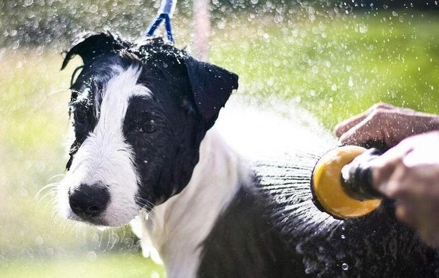 怎么使狗窝不臭 fa847c98a18444a0b3faead4bf5190dd.jpeg