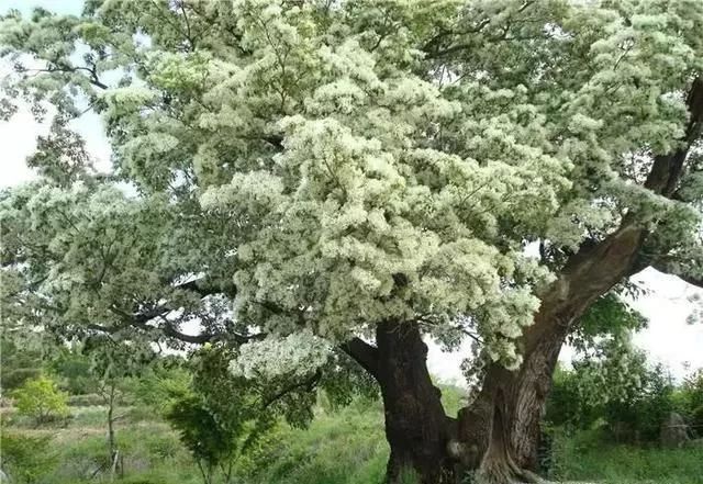 谁说北方地区不能发展珍贵树种强烈推荐这18个树种