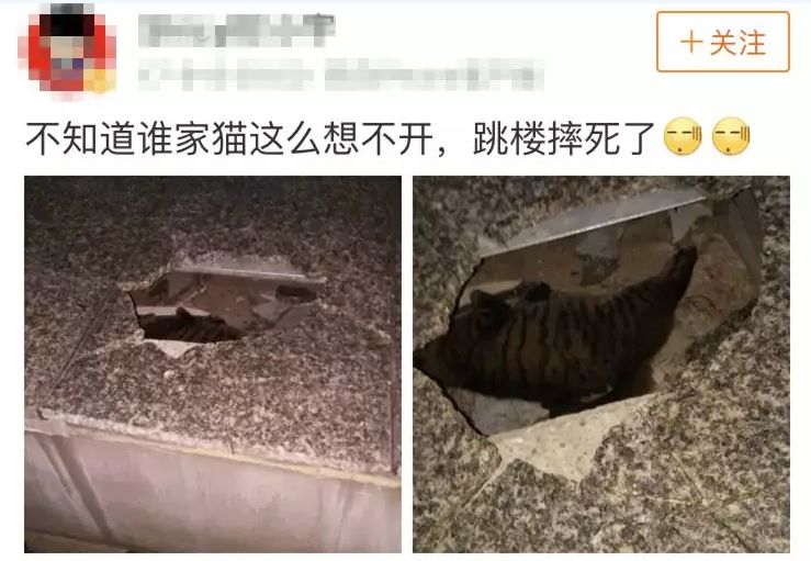 网红残忍虐猫猫我也想陪你拍抖音但我真的没有九条命