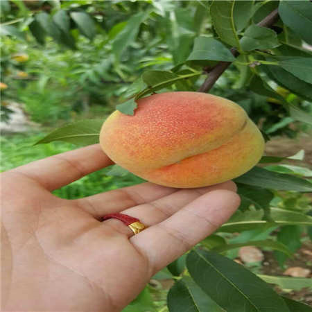 荣和电子_潮州直下式背光源大约多少钱采购需求网站