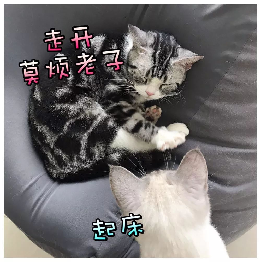 咋办呢只能宠着表情包 0a5524ae53f1441d932c3455a4abe7bd.jpeg