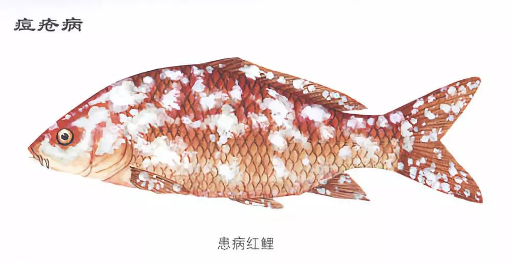 鱼类常见六种病毒性疾病的防控措施