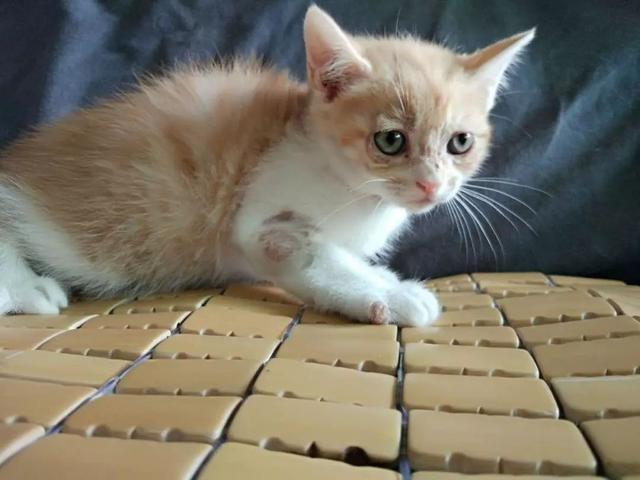 奶藓便是猫藓,铲屎官也会被意外传染,自动痊愈