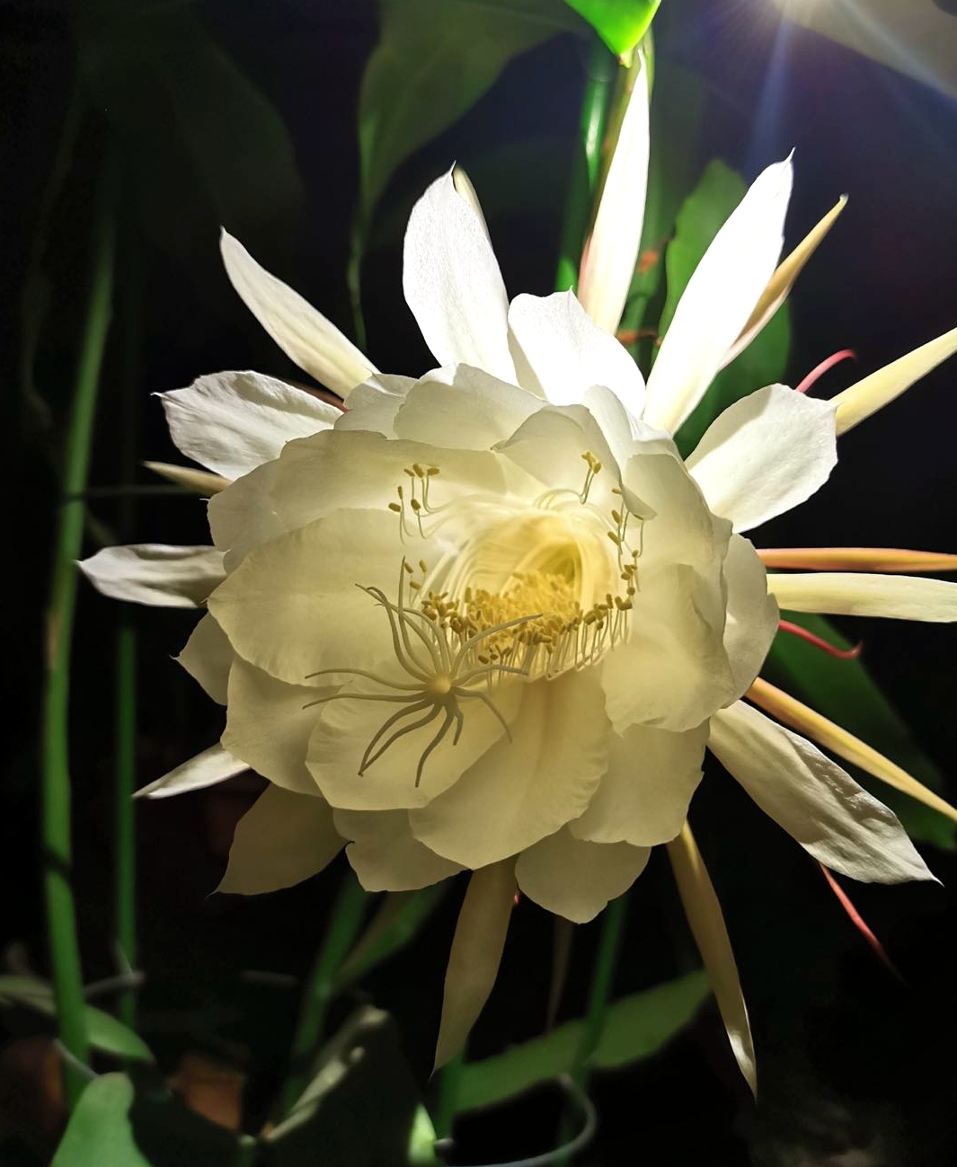 昙花一现猜一成语_昙花一现雨及时简谱