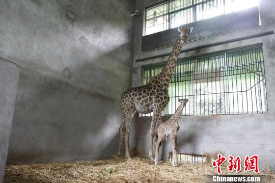 重庆一21岁高龄长颈鹿“再当妈” 15年产10只幼崽_他妈的我是长颈鹿