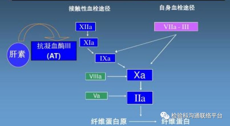 抗凝系统的重要成员抗凝血酶