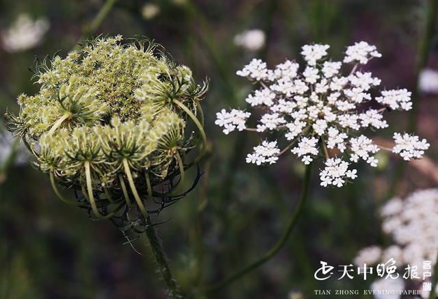 野胡萝卜花