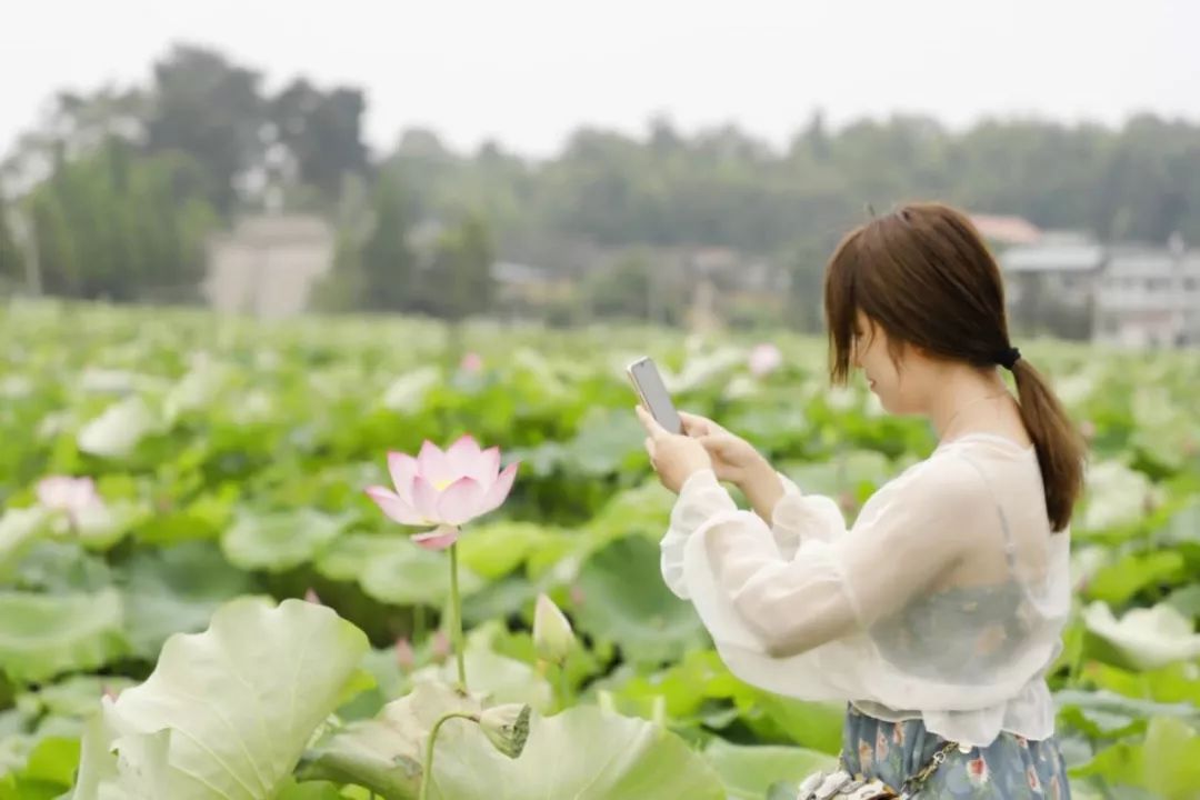 那田田绿叶的无穷碧绿那粉红嫩白的亭亭玉立那如诗如画的乡间美景不说