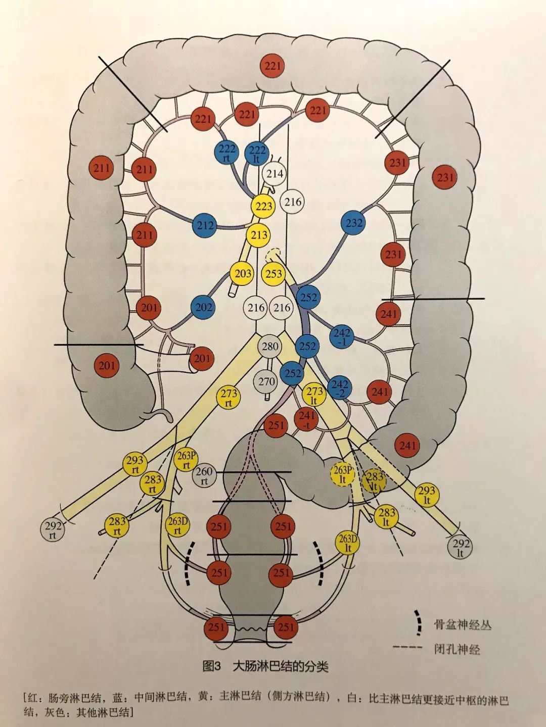 图5-23 胃的淋巴引流(后面观)-外科学-医学