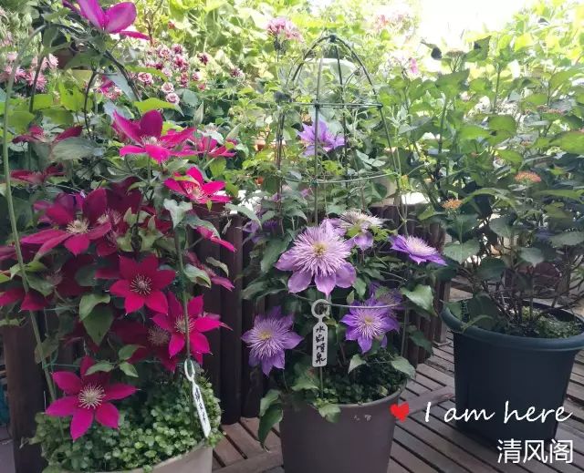 怎么养花才是乐趣 3f023035af604cda8f1e71fc58576628.jpeg