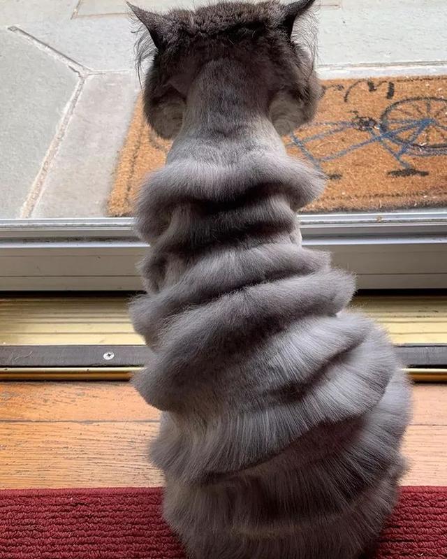 老父亲带猫去剪毛,结果竟带回一把手风琴?